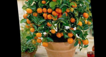 Výsadba, pěstování a péče o pomeranč doma